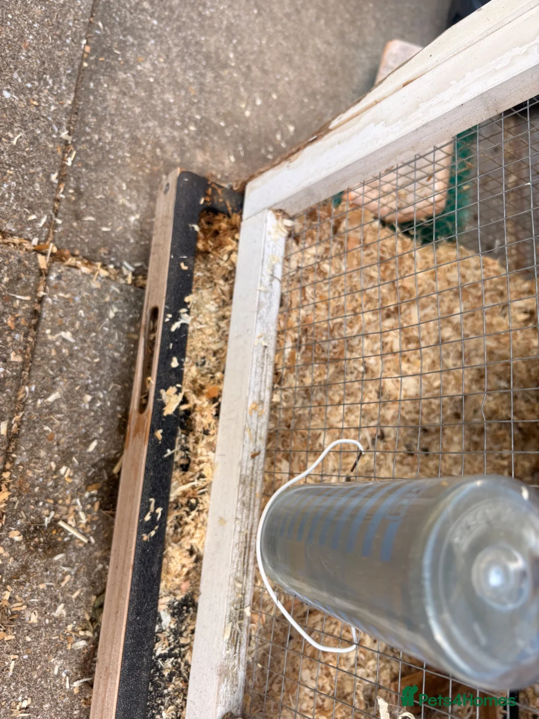 English Lop rabbits for sale: Comet and cupid in Bournemouth - Advert 5