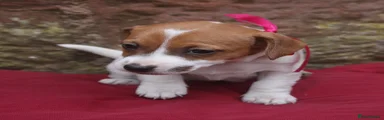 Jack Russell 4