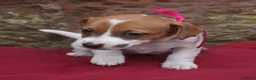 Jack Russell dogs for sale: Jack Russell puppies  - Advert 4