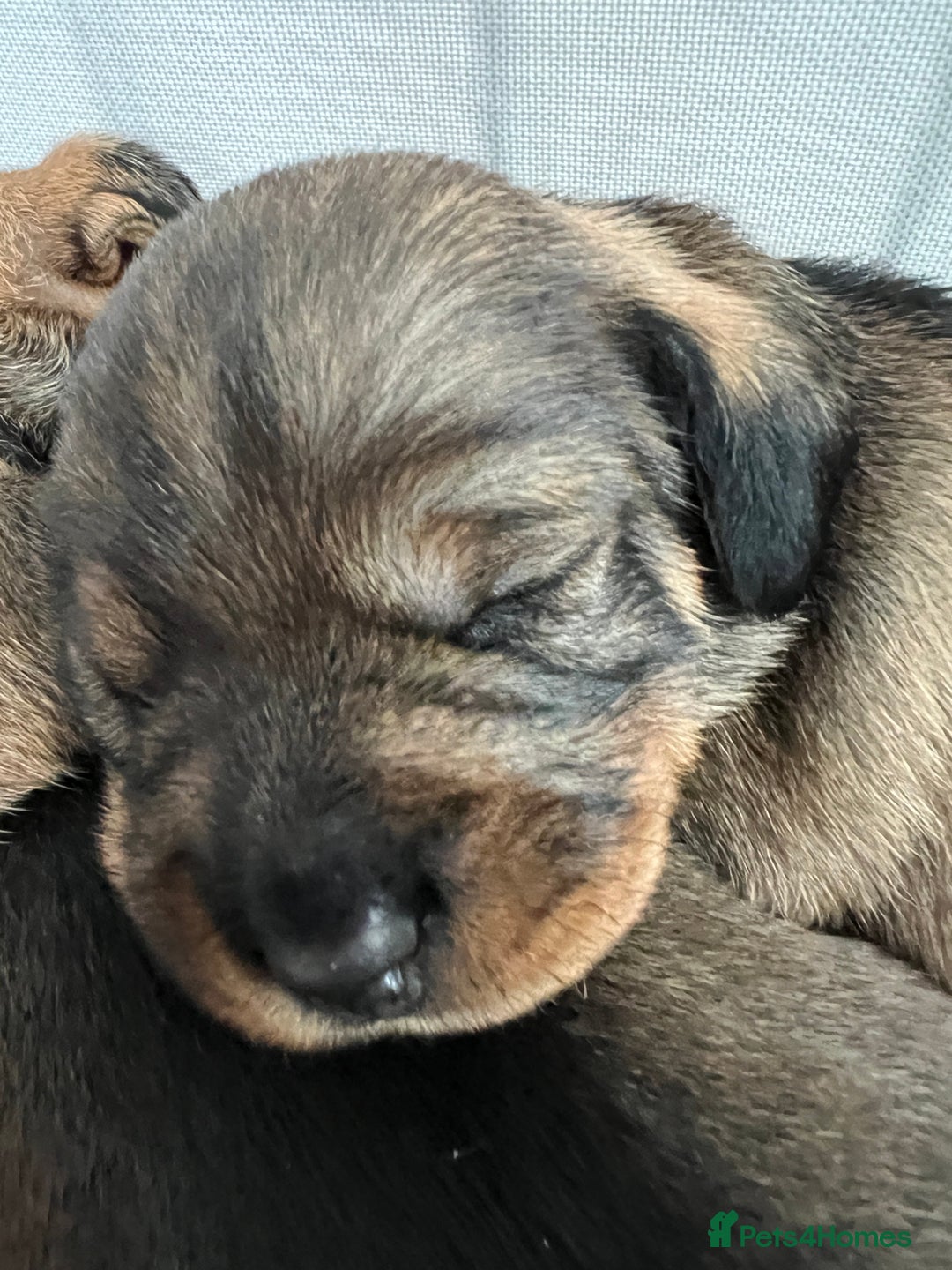 Dachshund dogs for sale: Wire haired Dachshund Teckel Puppies - Advert 9