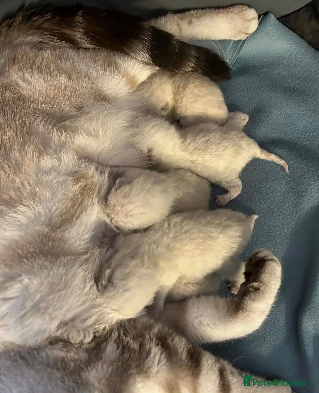 British Shorthair cats for sale: Gorgeous white/grey British shorthair kittens - Advert 11