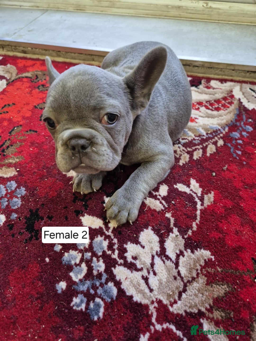 French Bulldog dogs for sale: French Bulldog Puppies  - Image 32