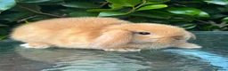 Mini Lop rabbits for sale: Mini lop, holland lop, netherland dwarf - Advert 5