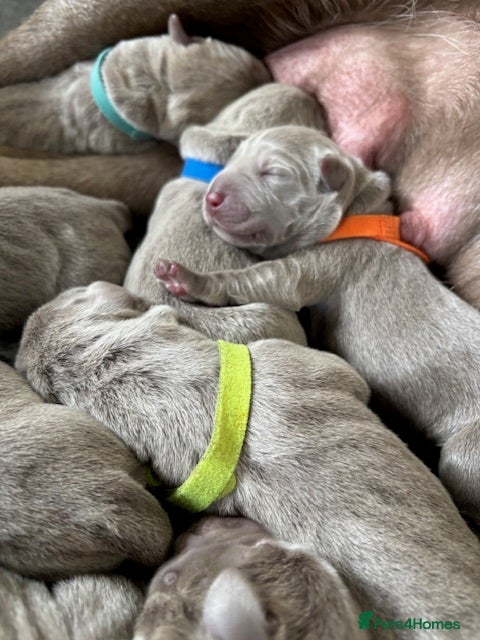 Labrador Retriever dogs 🐾✨ Silver Lab Pups – 3 girls and 1 boy left ✨🐾 - Advert 2