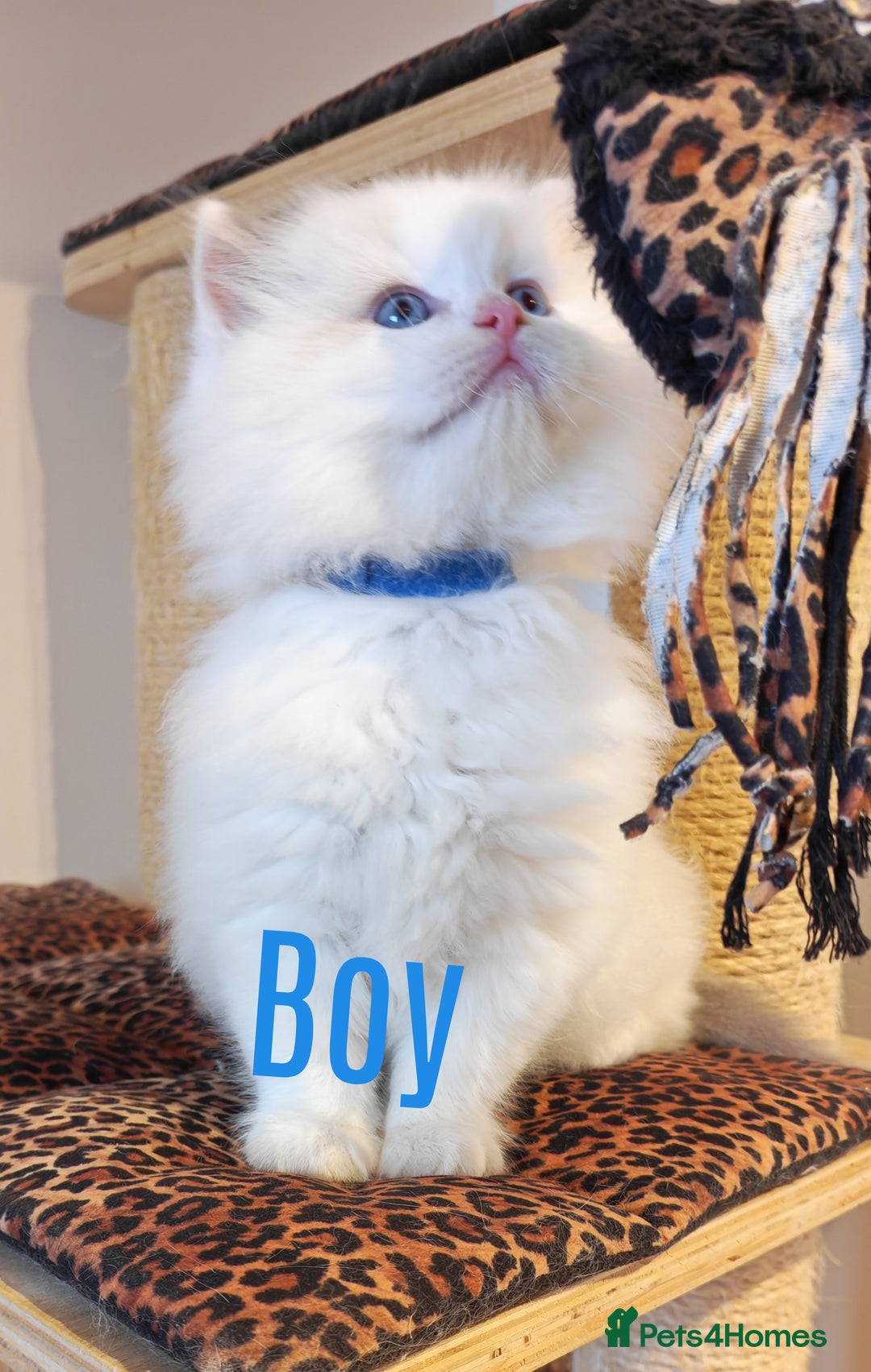 Ragdoll cats for sale: GCCF REGISTER KITTENS  - Advert 12