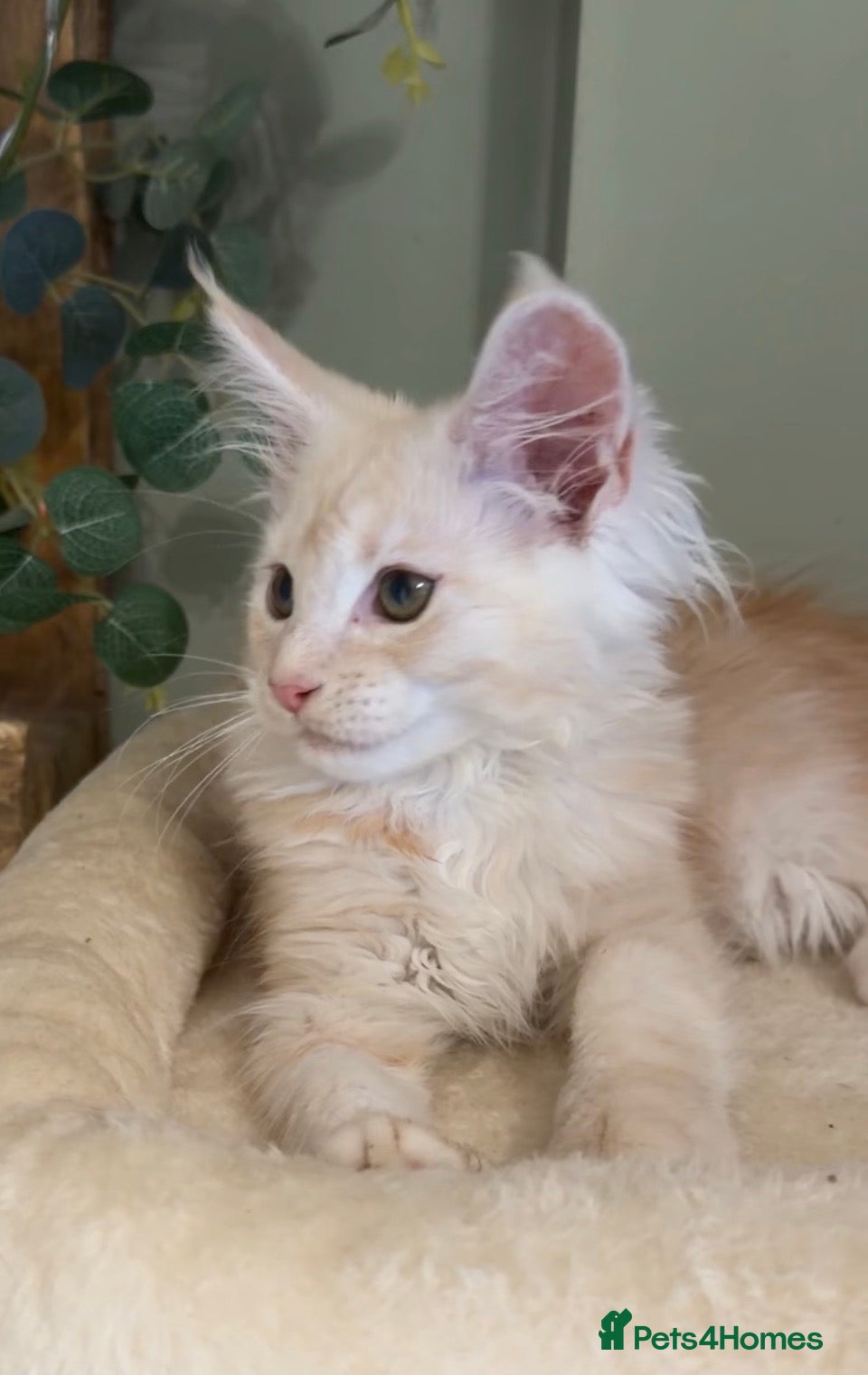 Maine Coon cats Rare red smoke TICA girl READY NOW - Advert 12