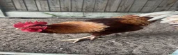 Chickens poultry for sale: 2 Male Gold Line Chickens - Advert 3