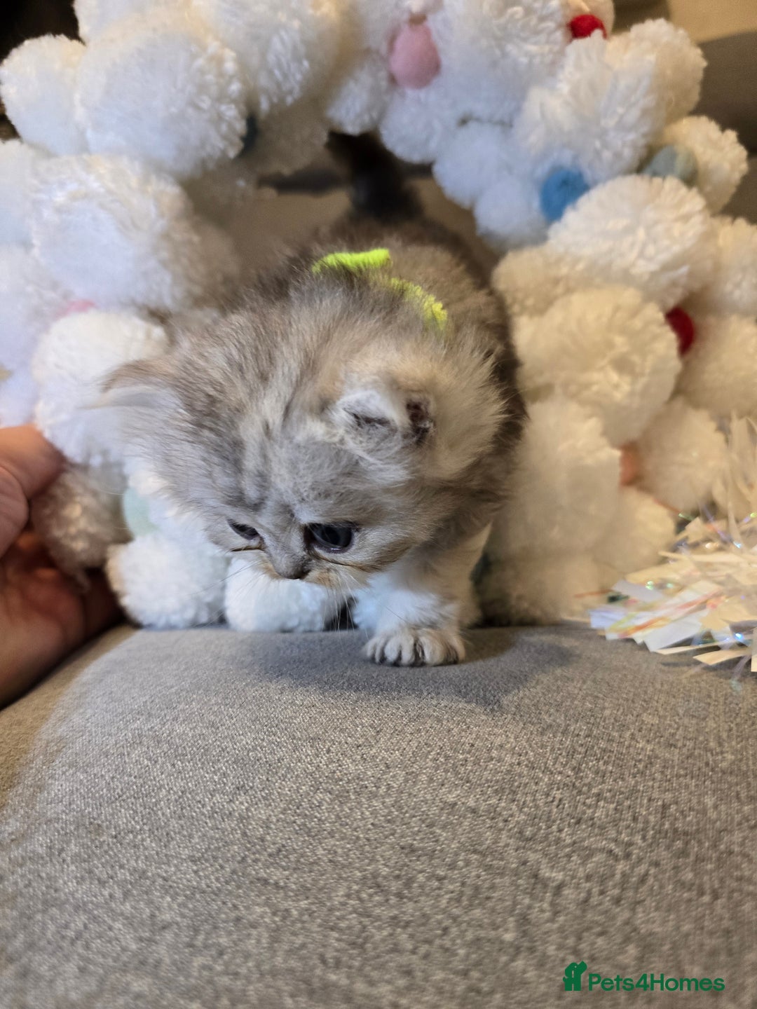 Persian cats for sale: Persian fluffy angels - Advert 17