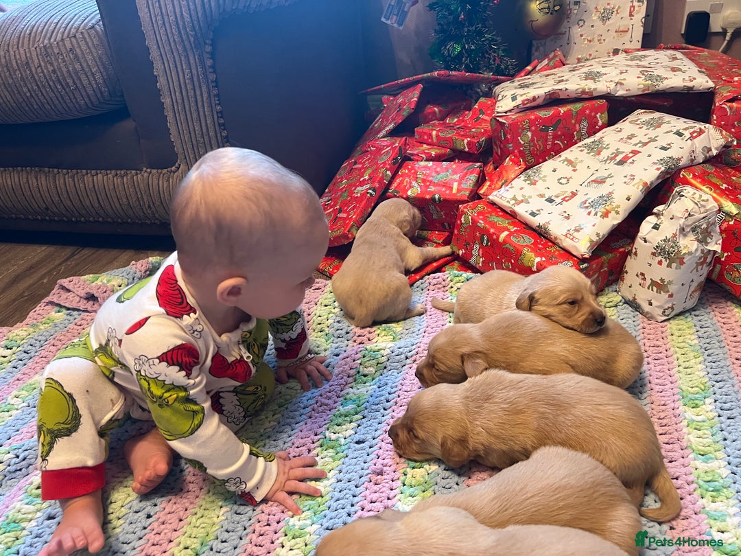 Labrador Retriever dogs for sale: Fox Red Labrador Puppies - Advert 6