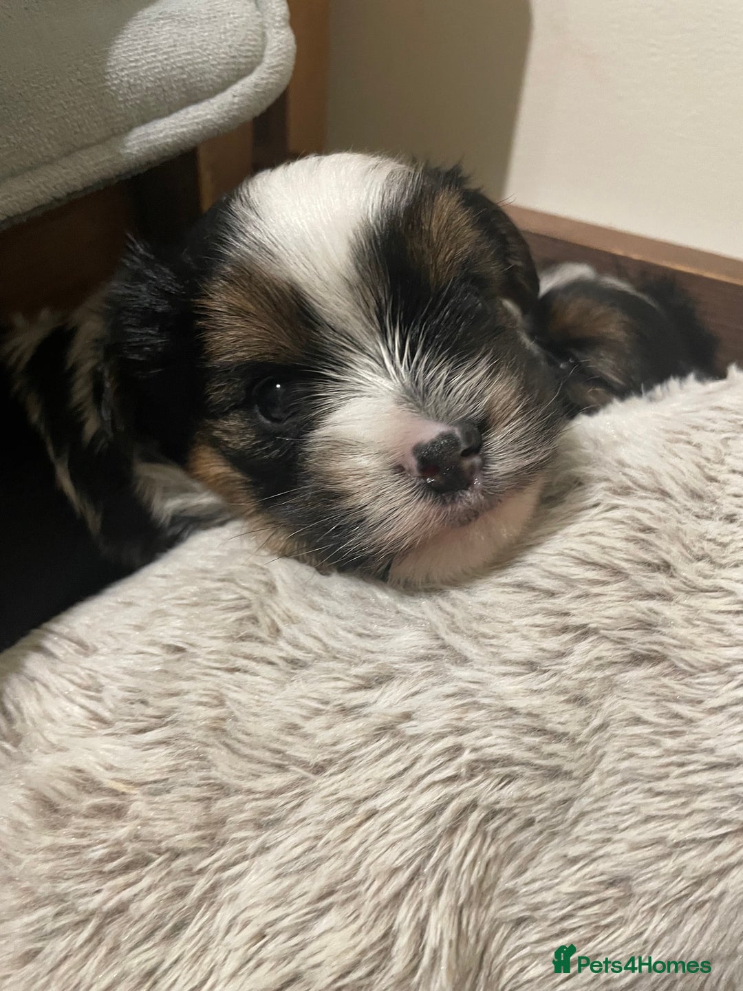 Biewer Terrier dogs for sale: Biewer Terrier Puppies - Advert 15