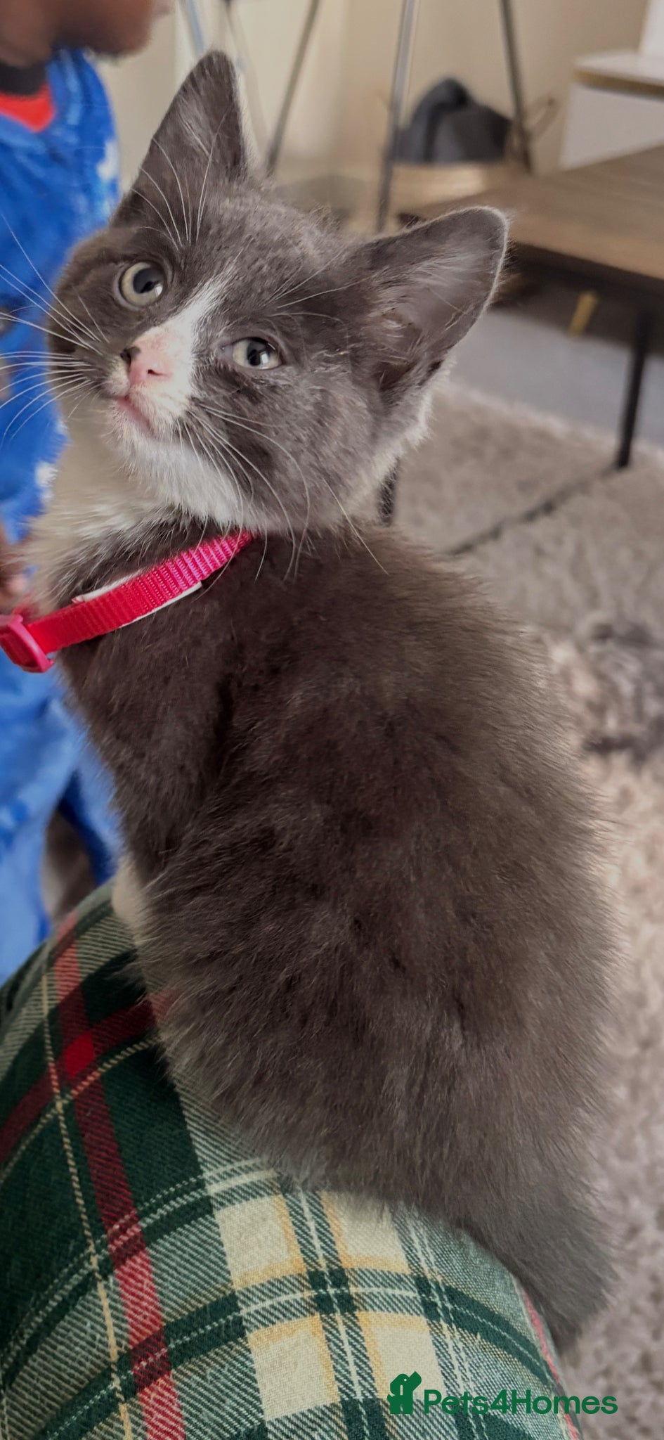 Mixed Breed cats Beautiful grey female kitten for sale  - Advert 2