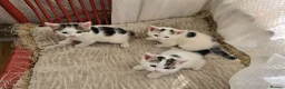 Mixed Breed cats for sale: Adorable9-Week-Old Kittens Looking forLoving Homes - Advert 7