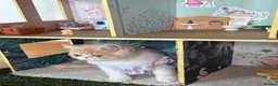 Exotic cats for sale: Beautiful Exotic cream & white female - Advert 6