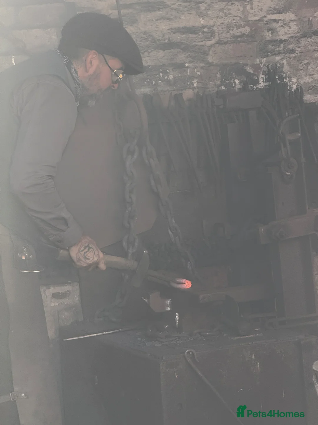 Mixed Breed dogs for sale: Bailey needs a new home  - Advert 4