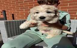 Goldendoodle dogs for sale: 1 girl remaining stunning f1 mini Goldendoodles  - Image 4