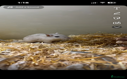 Gerbil rodents for sale: 2 female gerbils - Image 2