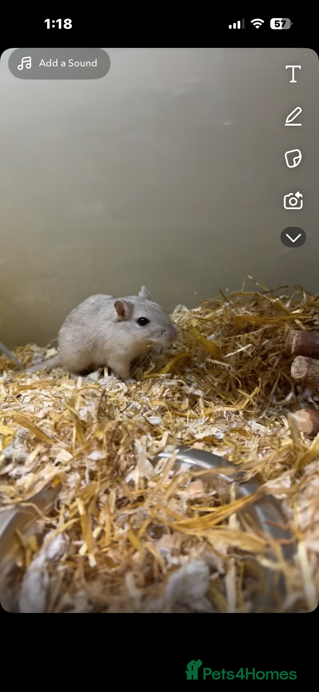 Gerbil rodents for sale: 2 female gerbils - Image 2