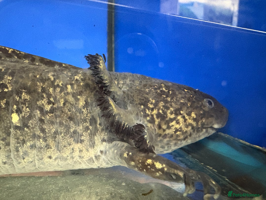 Axolotl reptiles for sale: Adorable Axolotls  - Image 10