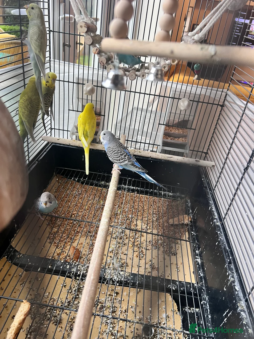 Budgerigars birds for sale: 4 budgies ( 25 pounds each) - Advert 2