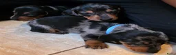 Miniature Dachshund dogs for sale: SILVER/BLACK Adorable dachshund puppies for sale😍 - Advert 7