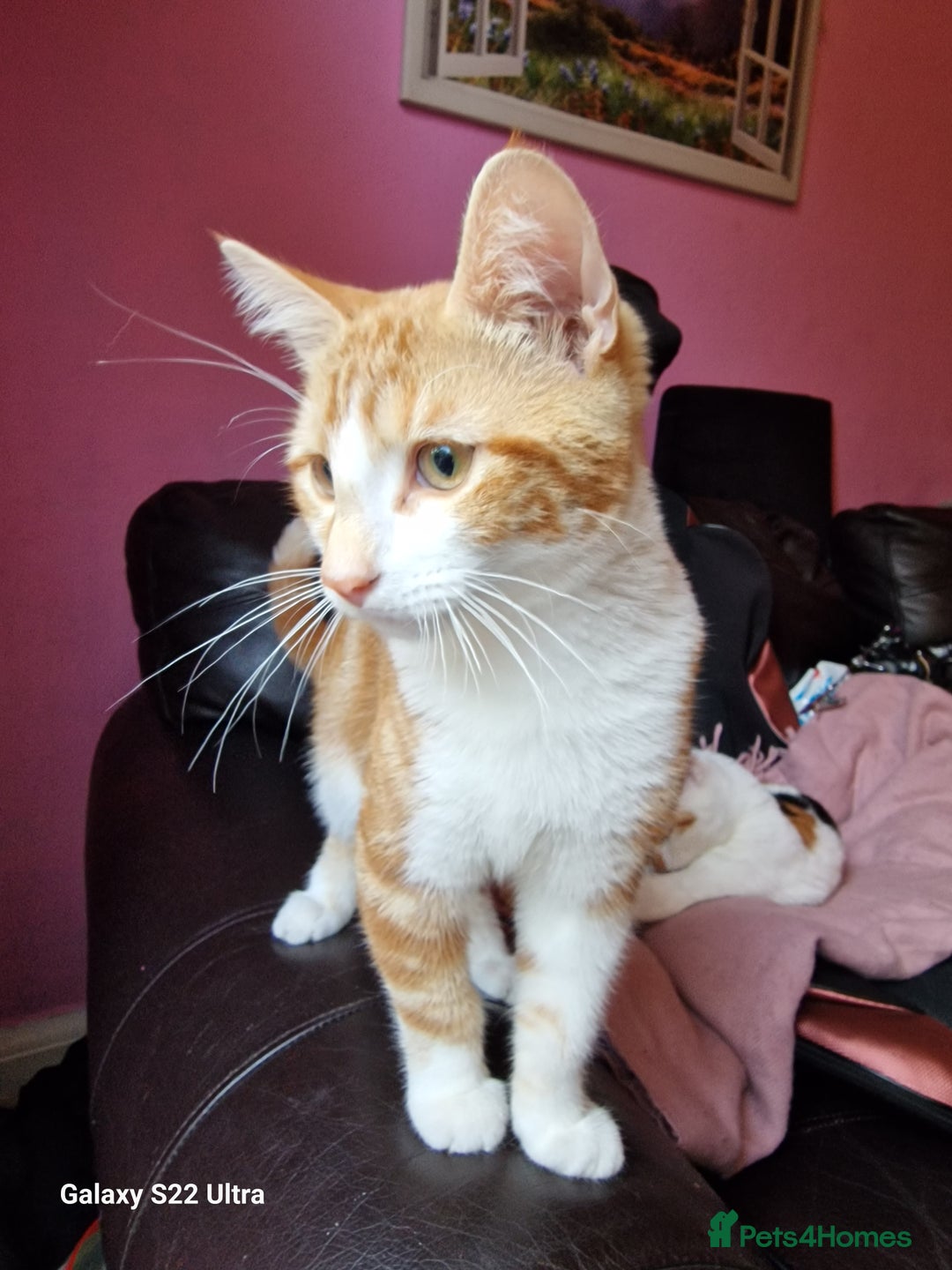 Mixed Breed cats for sale: Kitten - Image 12