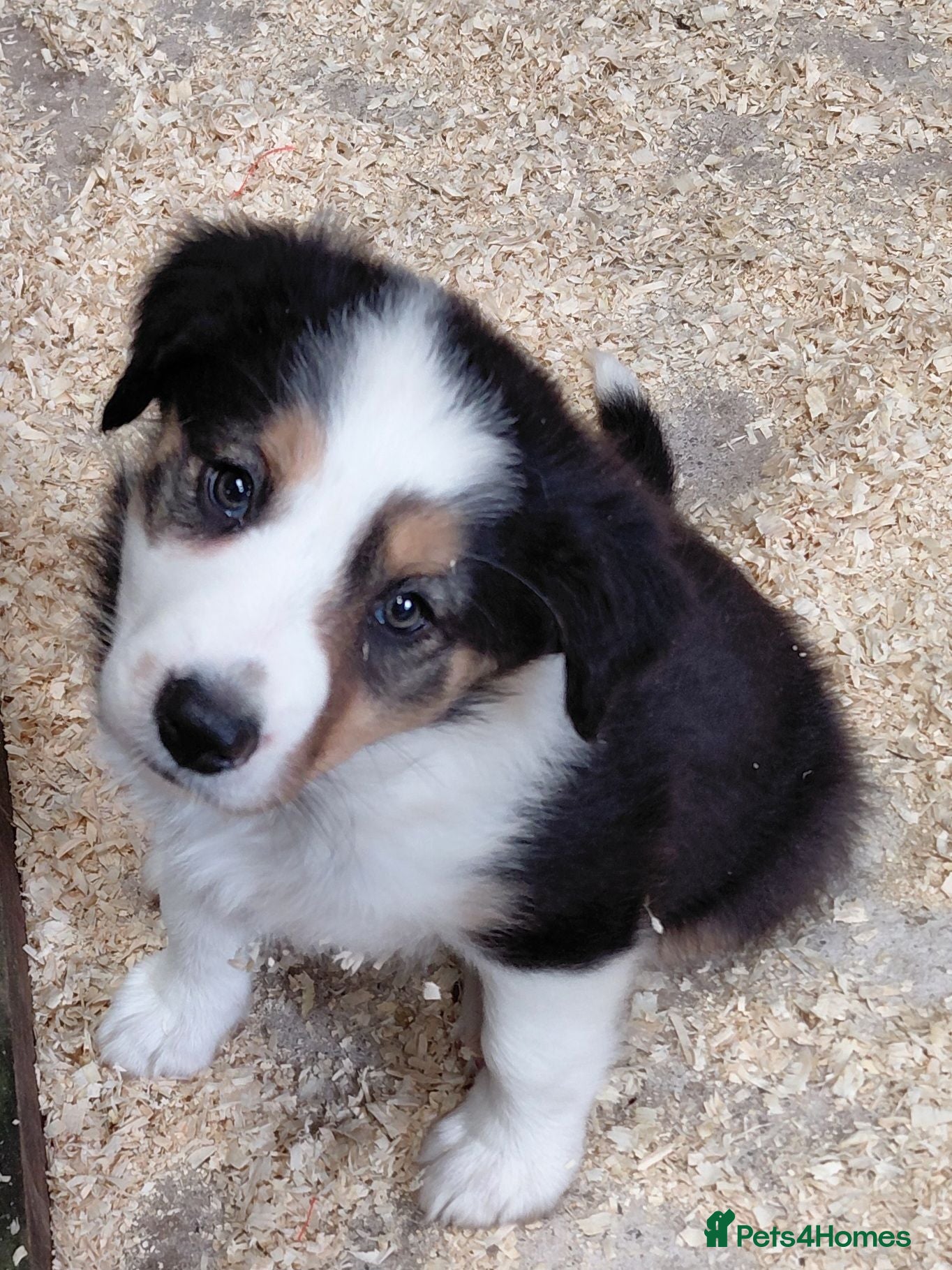 Border Collie dogs Quality farm reared border collies  - Advert 1
