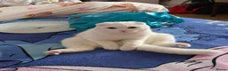 Scottish Fold cats for sale:  10-Month-Old Scottish Fold Boy in Stanmore - Advert 4