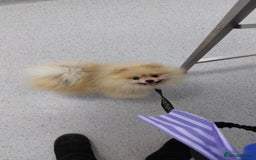 Pomeranian dogs for stud: Beautiful Cream Sable Stud - Teddy Face - Image 2