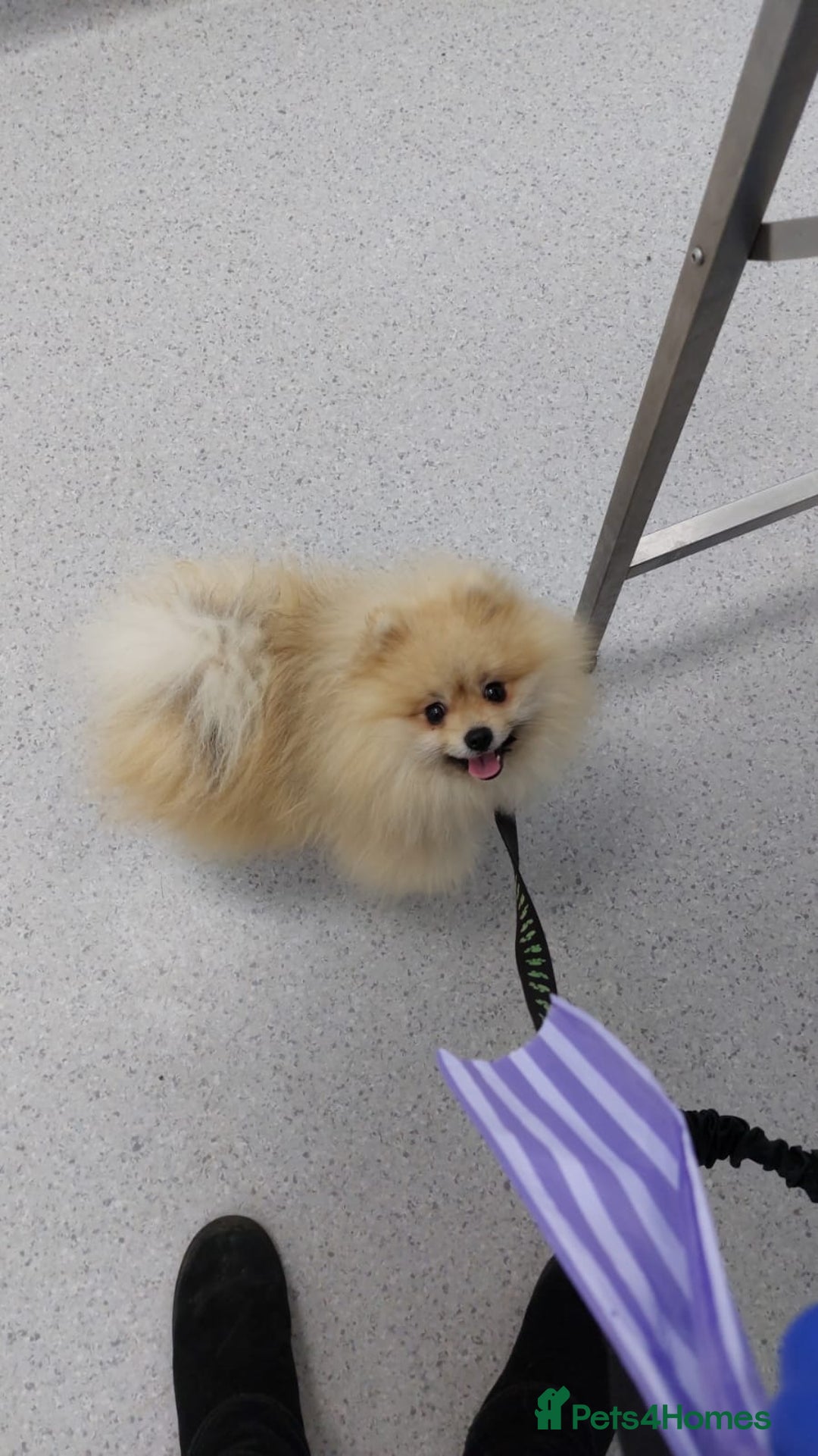 Pomeranian dogs for stud: Beautiful Cream Sable Stud - Teddy Face - Image 2