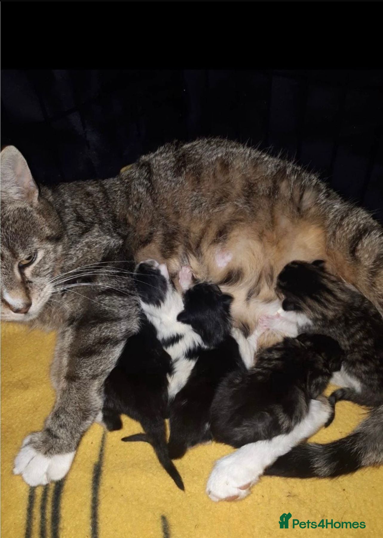 Mixed Breed cats Fluffy Tabby Kittens Ready  - Advert 1