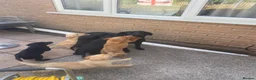 Labrador Retriever dogs for sale: Labrador puppys - Advert 7