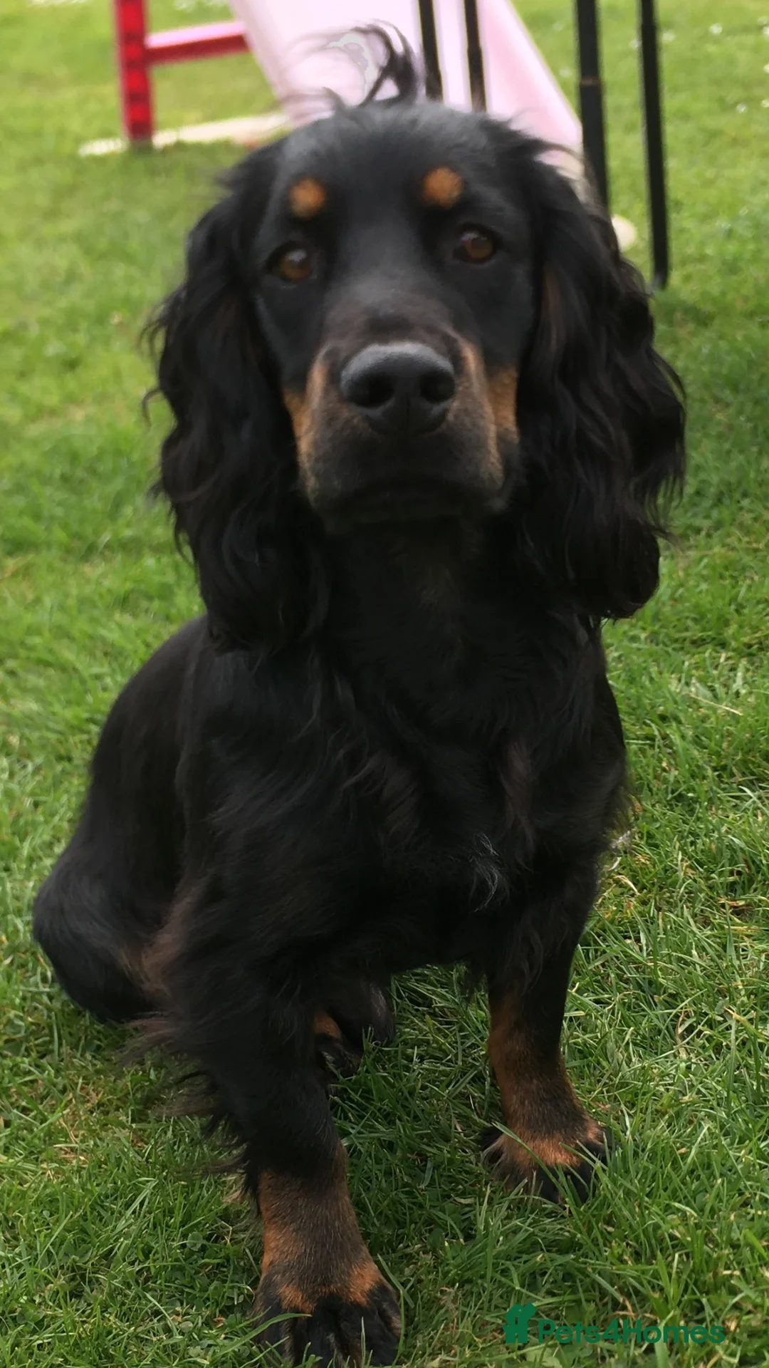 Cocker Spaniel dogs for stud: KC REGISTERED WORKING COCKER AVAILABLE AT STUD in New Milton - Advert 13