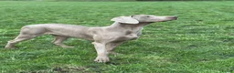 Weimaraner dogs for sale: Weimaraner Silver Grey Girl Pups - Ganult showline - Advert 30