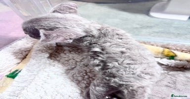 Devon Rex cats - Advert 12