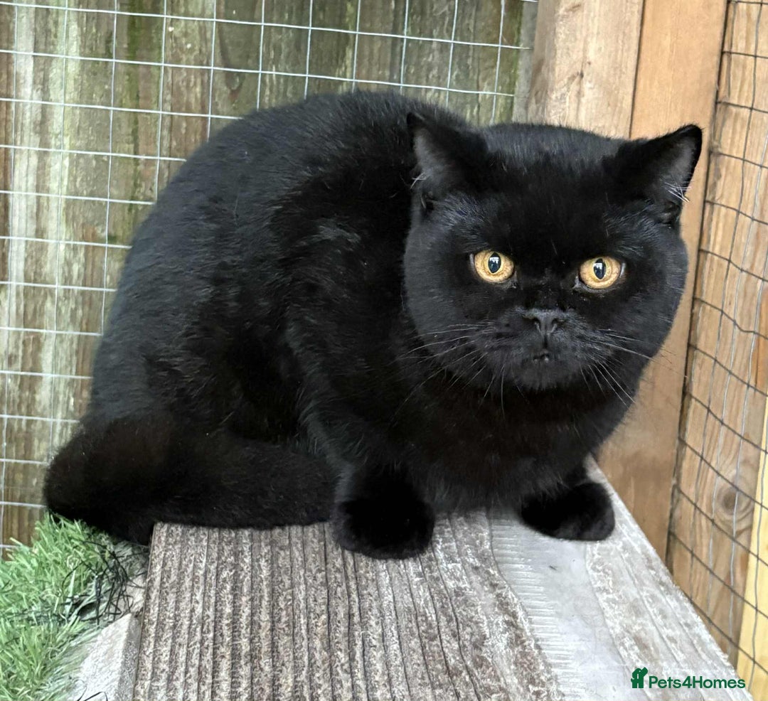 British Shorthair cats for sale: Black Bsh boy available  - Image 1