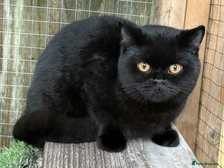 British Shorthair cats - Advert 4