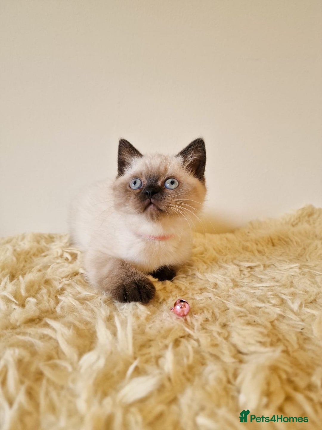 British Shorthair cats for sale: British Shorthair kittens  - Image 10