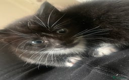 Mixed Breed cats for sale: Female Kittens ready for a new home  - Image 2