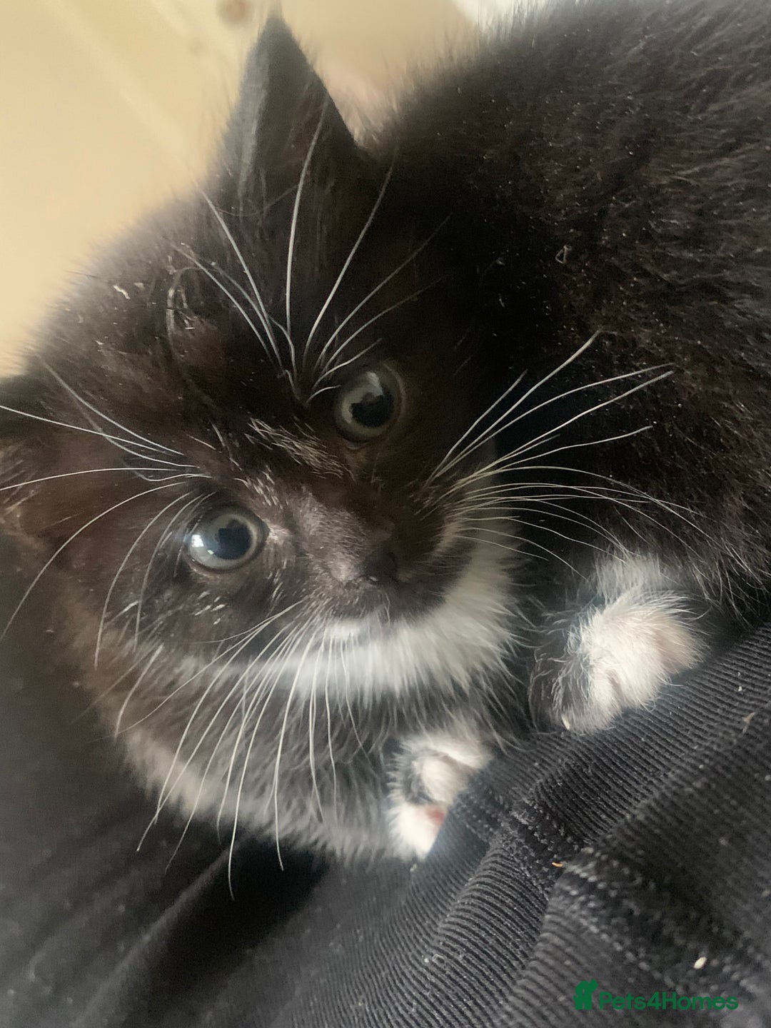 Mixed Breed cats for sale: Female Kittens ready for a new home  - Image 2