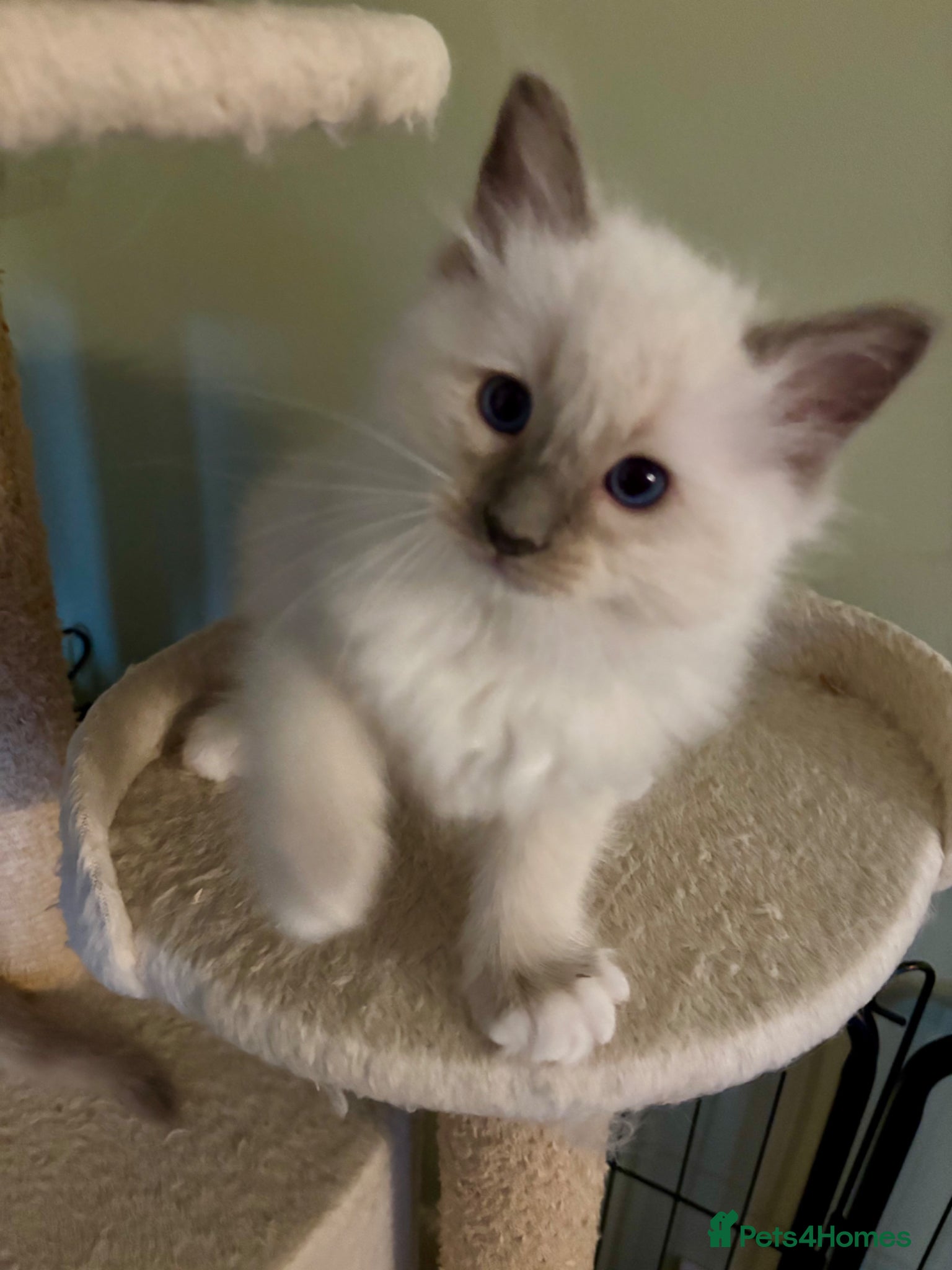 Ragdoll cats PUREBRED RAGDOLL KITTENS *INC VACS & INSURANCE* - Advert 2