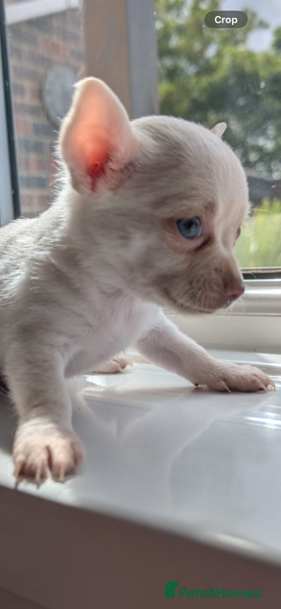 Chihuahua dogs 2 STUNNING WHITE BOYS READY NOW - Advert 5