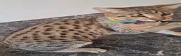 Savannah cats for sale: SAVANNAH TICA SBTF6 MERCURY SILVER - Advert 2