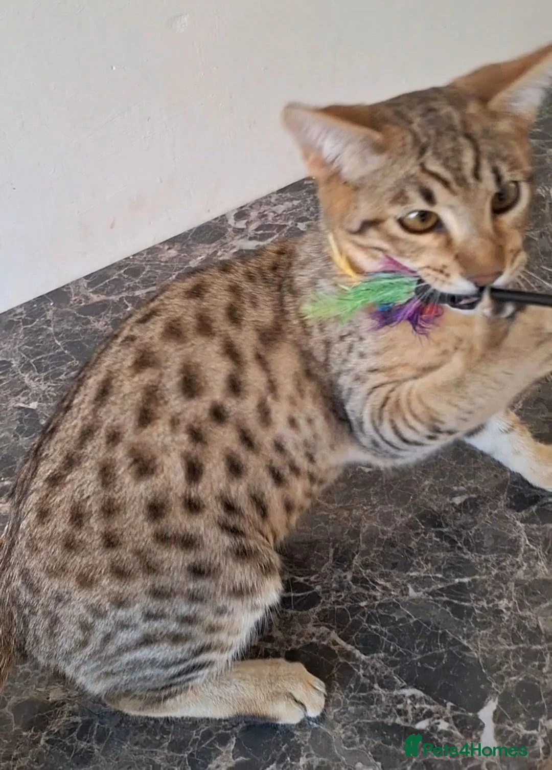 Savannah cats for sale: SAVANNAH TICA SBTF6 MERCURY SILVER - Advert 2