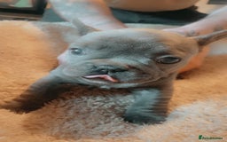 French Bulldog dogs for sale: French bulldog for sale  - Image 7
