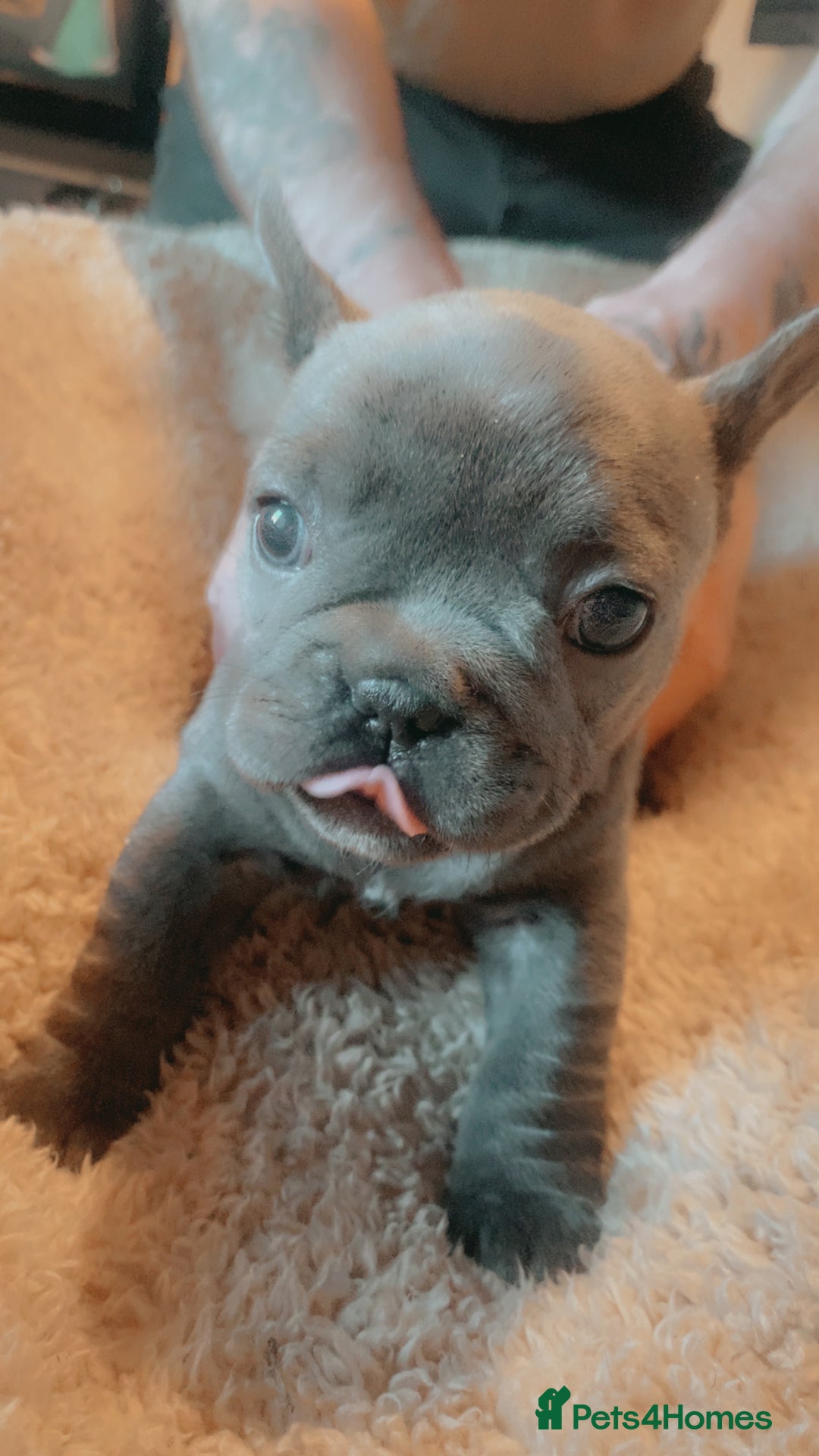 French Bulldog dogs for sale: French bulldog for sale  - Image 7
