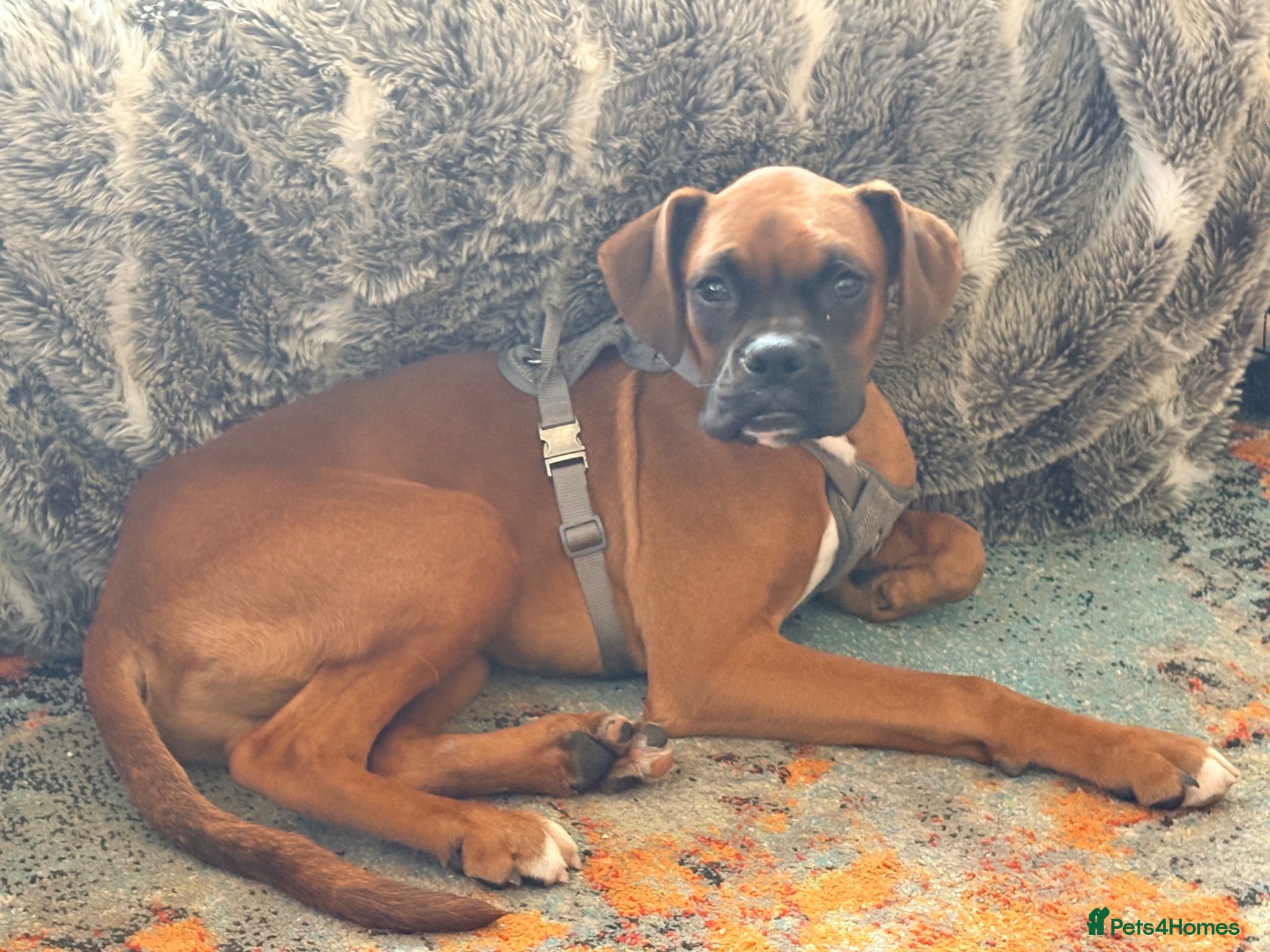 Boxer dogs for sale: Boxer puppy for sale - Advert 11