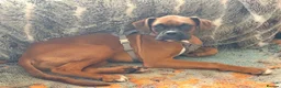 Boxer dogs for sale: Boxer puppy for sale in Leeds - Advert 1