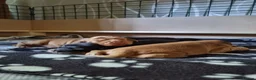 Cocker Spaniel dogs for sale: 🐾 Show Type Cocker Spaniel Boys – 2 Available - Advert 9
