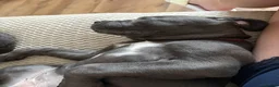 Cane Corso dogs for sale: Cane corso pups  - Advert 14