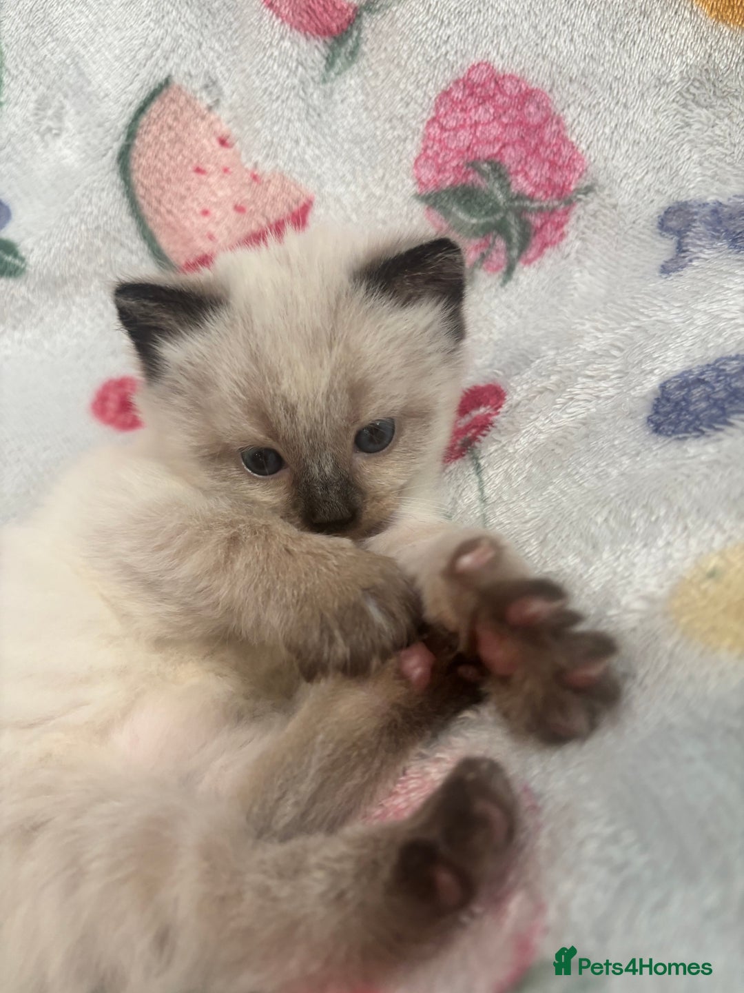 Mixed Breed cats for sale: Gorgeous kitten for sale - Image 4
